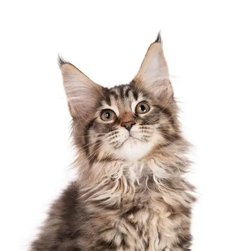 Droit des animaux : Maître de Granvilliers revient sur le cas du jour !